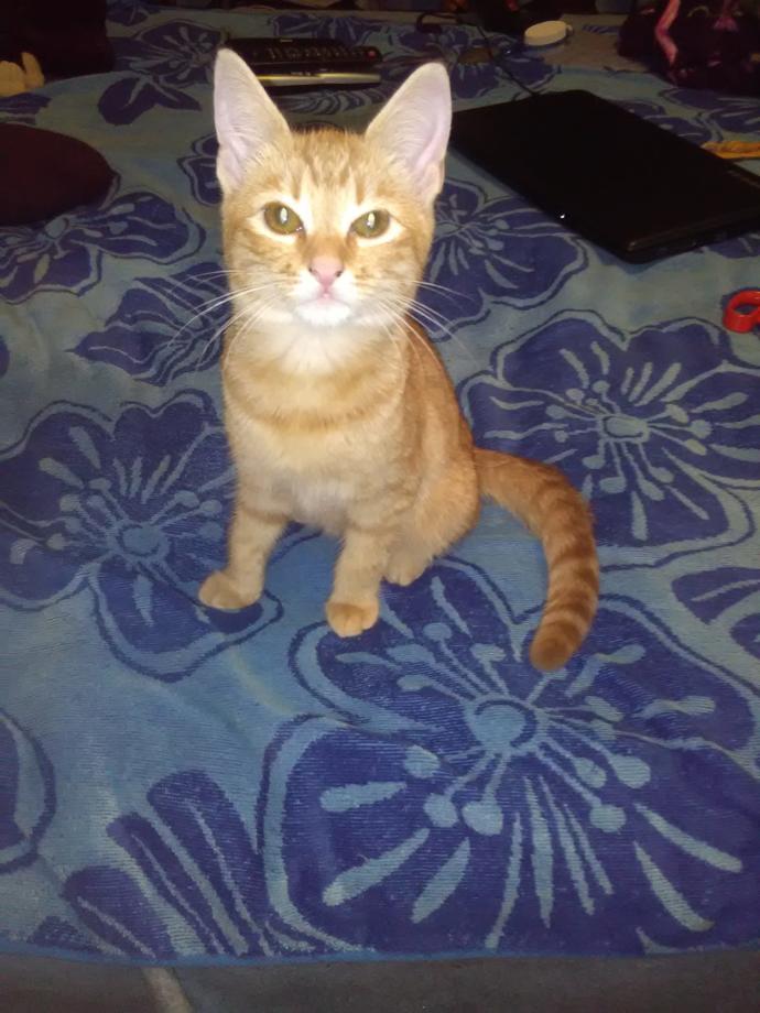 How Do You Know Your Cat Loves You?