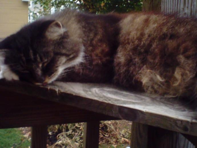 How Do You Know Your Cat Loves You?