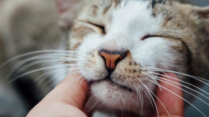 How Do You Know Your Cat Loves You?
