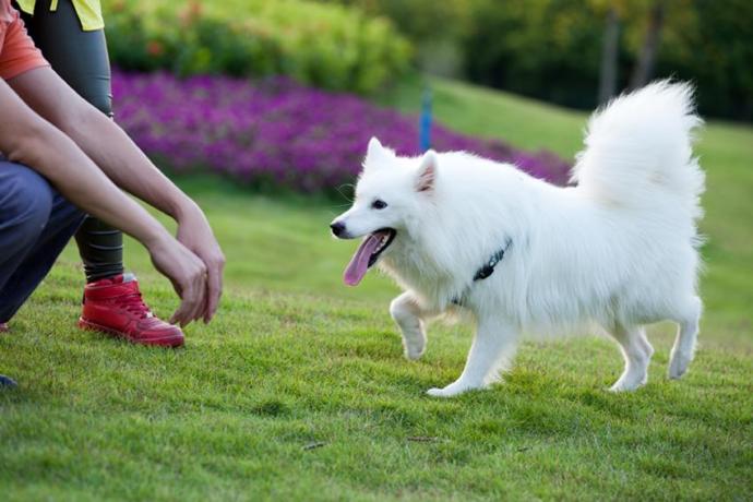 How Do You Know Your Dog Loves You?