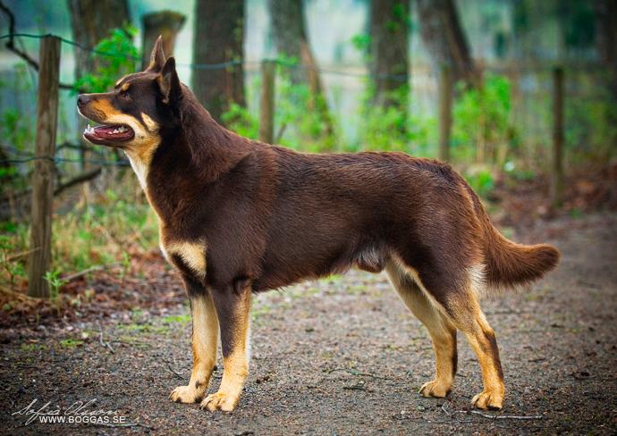 How Do You Know Your Dog Loves You?