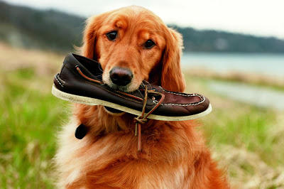 How Do You Know Your Dog Loves You?