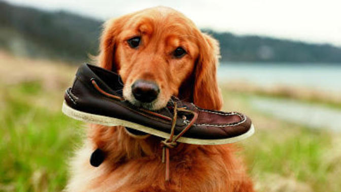 How Do You Know Your Dog Loves You?
