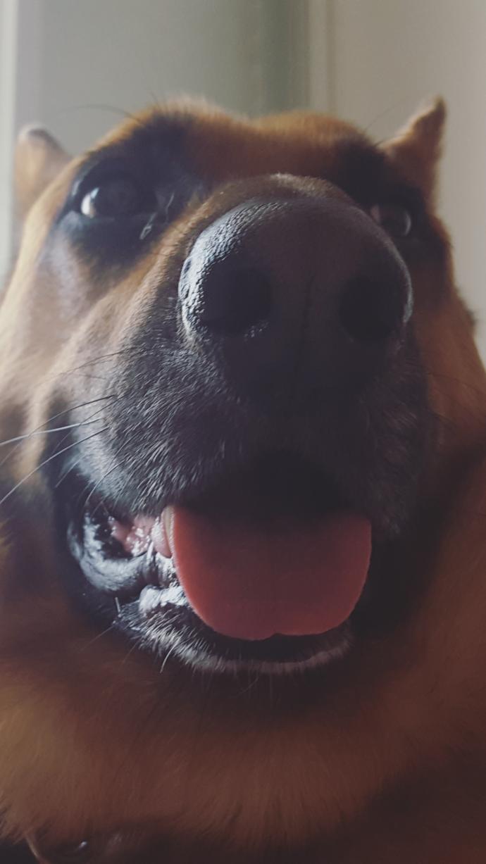 There's a cute picture of my dog 🙈😂