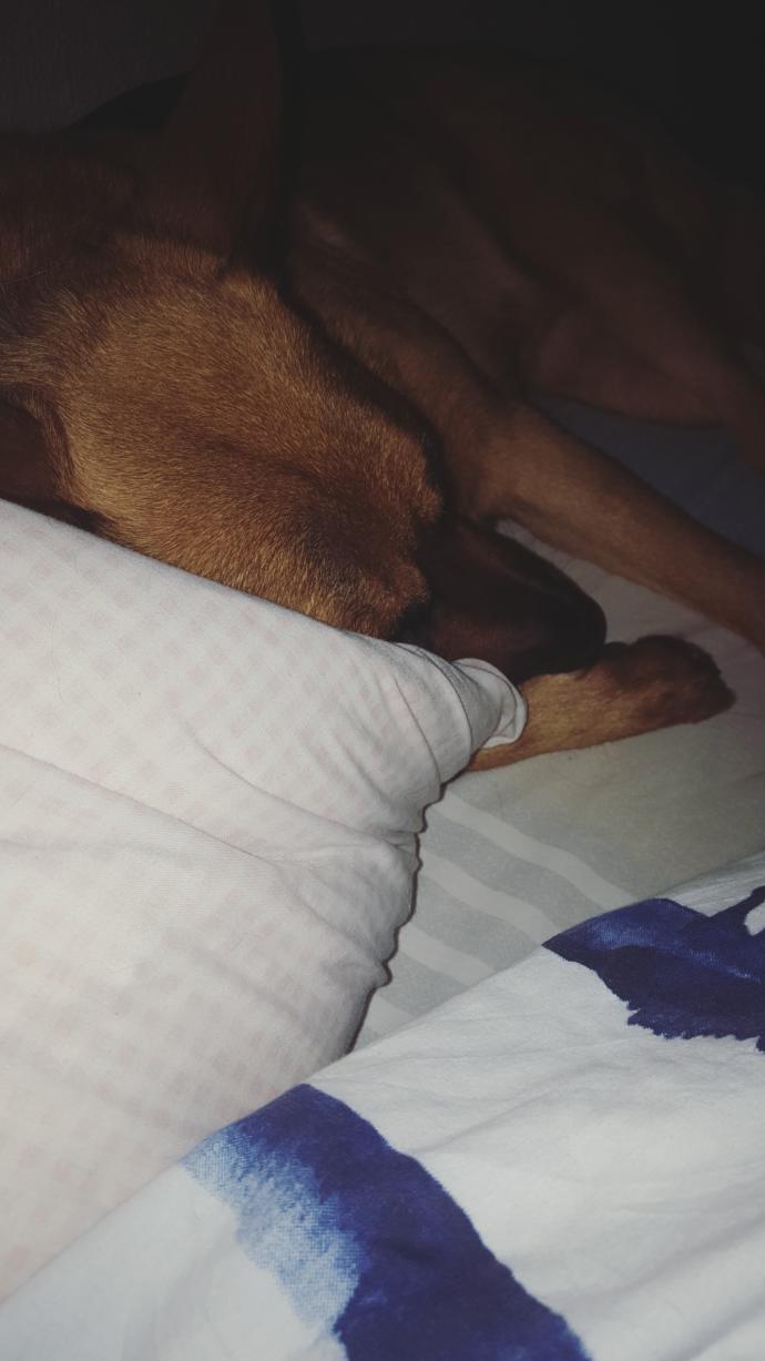 *randomly inserts picture of my dog*