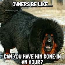 Being a dog bather is fun and frustrating.