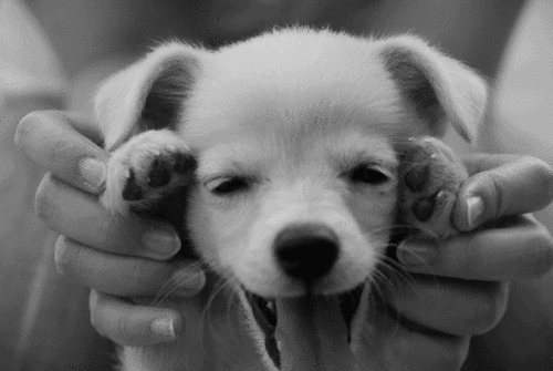 5 Reasons Why I HATE Dogs and Why They Are Terrible Creatures