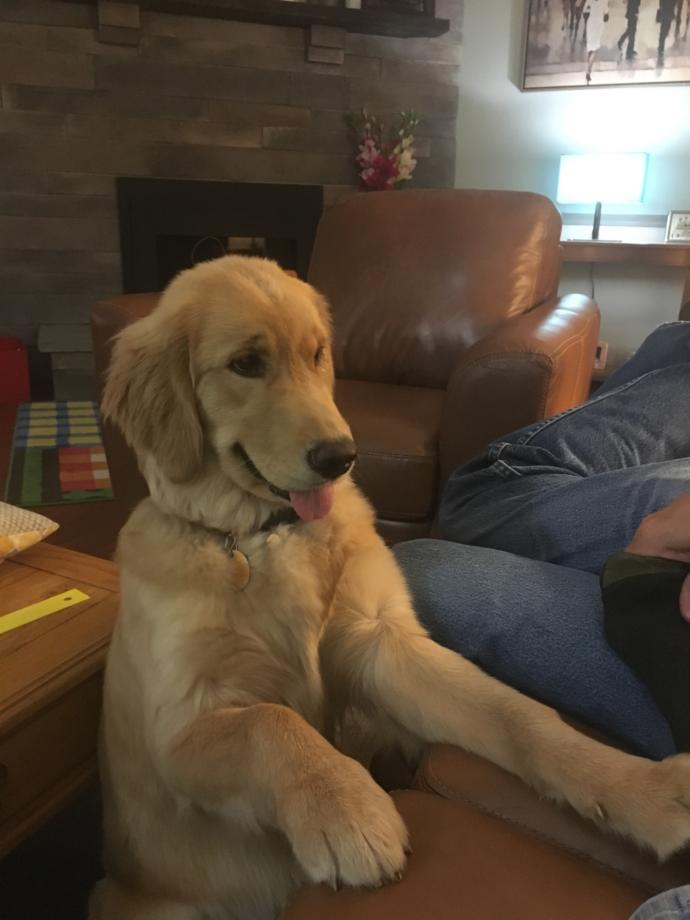 5 Reasons Why I HATE Dogs and Why They Are Terrible Creatures