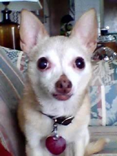 5 Reasons Why I HATE Dogs and Why They Are Terrible Creatures
