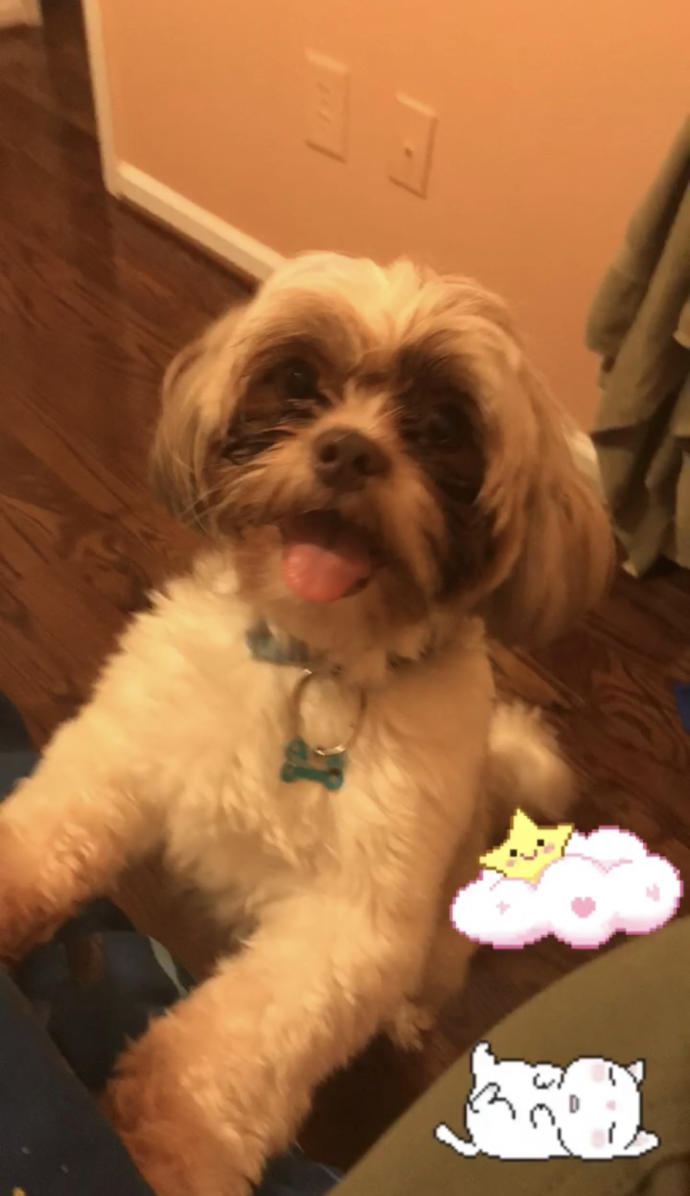 5 Reasons Why I HATE Dogs and Why They Are Terrible Creatures