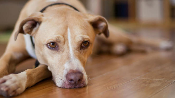 5 Reasons Why I HATE Dogs and Why They Are Terrible Creatures