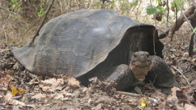 My personality described with an animal.