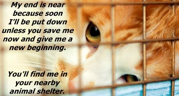 Who Else is Willing to Save a Life and Give a Future This Holiday Season?