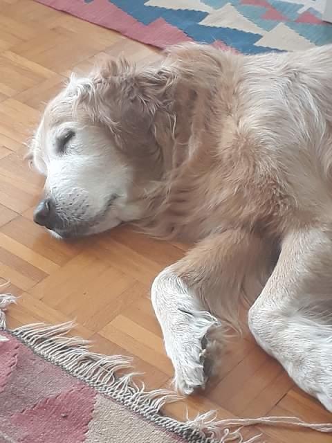 Understanding Love and Loss of a Pet