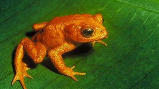 8 Fascinating Animals That Are Now Extinct