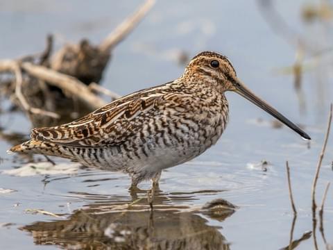 American Woodcock