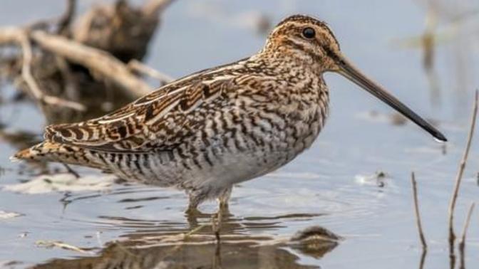 🕊️🦅🦆7 Birds Native to North America🦆🦅🕊️