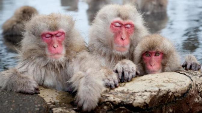 5 Animals Native To Asia