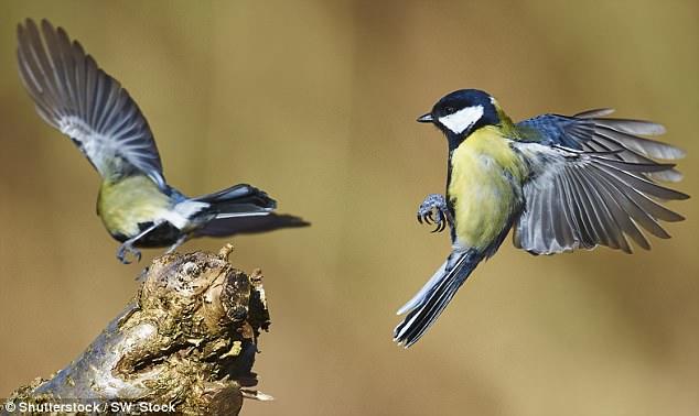 Don't be fooled: These birds are (per the Scientific American®) 