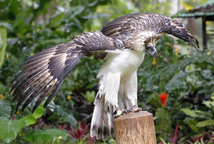 Great Philippine Eagle (aka Monkey-Eating Eagle) 