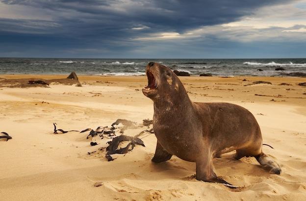 Native Animals Of New Zealand