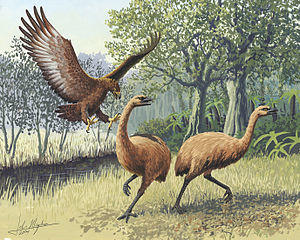 Native Animals Of New Zealand