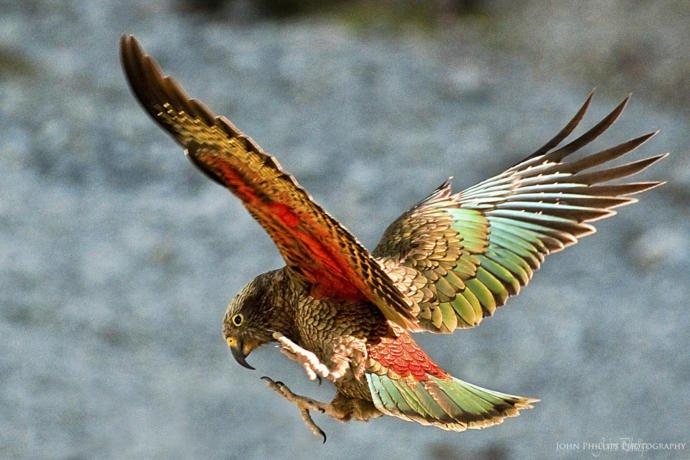 11 Animals Native To New Zealand