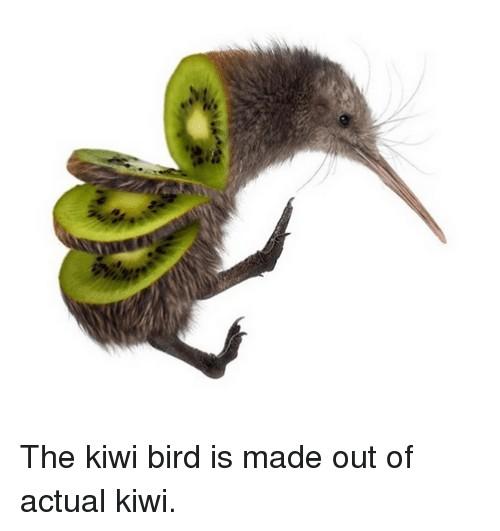 11 Animals Native To New Zealand