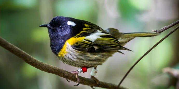 11 Animals Native To New Zealand