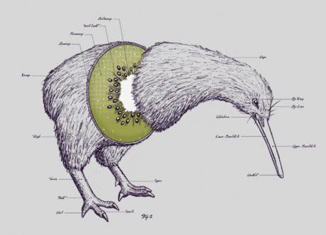 11 Animals Native To New Zealand