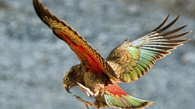 11 Animals Native To New Zealand