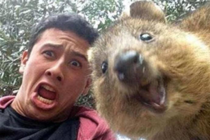 5 Native Animals To Australia