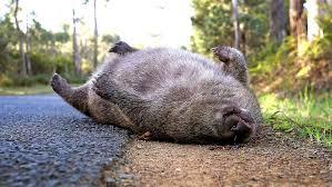 5 Native Animals To Australia