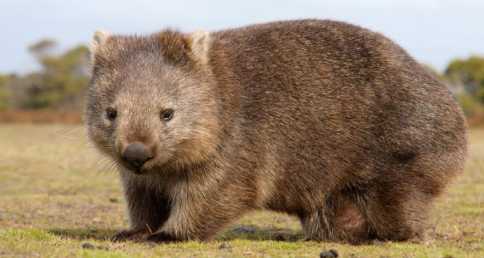 5 Native Animals To Australia