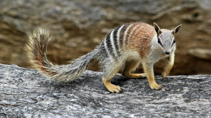5 Native Animals To Australia