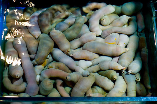 6 Indonesian Extreme Culinary, Dare to Try?