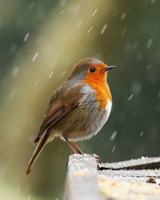 10 Facts About Robins
