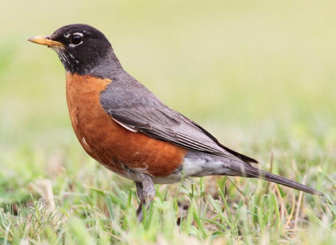 10 Facts About Robins