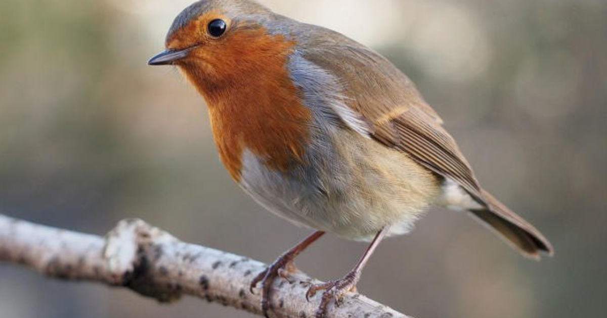 10 Facts About Robins GirlsAskGuys