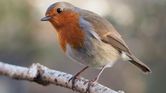 10 Facts About Robins