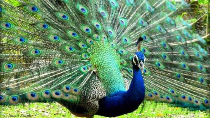 🦚🦚🦚 7 Facts About Peacocks 🦚🦚🦚