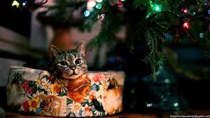 Look at these pawdorable Christmas Kitties!