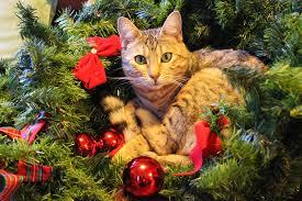 Look at these pawdorable Christmas Kitties!