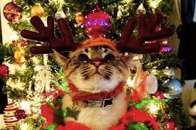 Look at these pawdorable Christmas Kitties!