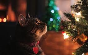 Look at these pawdorable Christmas Kitties!