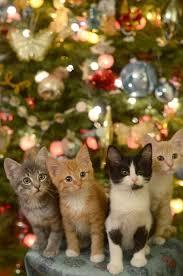 Look at these pawdorable Christmas Kitties!