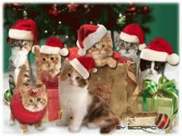 Look at these pawdorable Christmas Kitties!