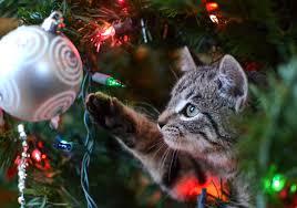 Look at these pawdorable Christmas Kitties!