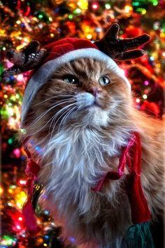 Look at these pawdorable Christmas Kitties!