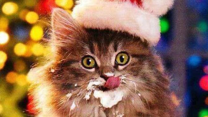 Look at these pawdorable Christmas Kitties!